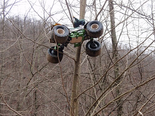 Hatfield McCoy In Tree 11/26/10_1
